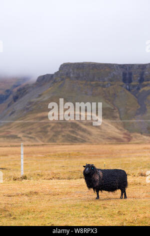 Moutons dans la nature islandaise Banque D'Images