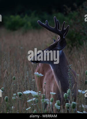 Buck de cerf de Virginie (Odocoileus virginianus) avec des bois de velours dans la lumière tôt le matin en été Au Canada Banque D'Images