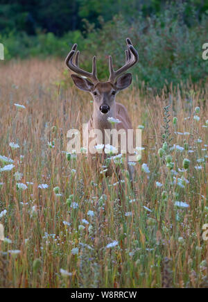 Buck de cerf de Virginie (Odocoileus virginianus) avec des bois de velours dans la lumière tôt le matin en été Au Canada Banque D'Images