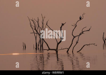Coucher du soleil sur le lac Kariba, Zimbabwe les souches d'arbres morts à l'avant-plan Banque D'Images