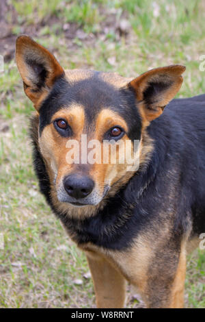 Portrait d'un grand beau chien de couleur noir et rouge, regardant la caméra close-up. Chien de race mixte garde la cour, un regard sérieux Banque D'Images