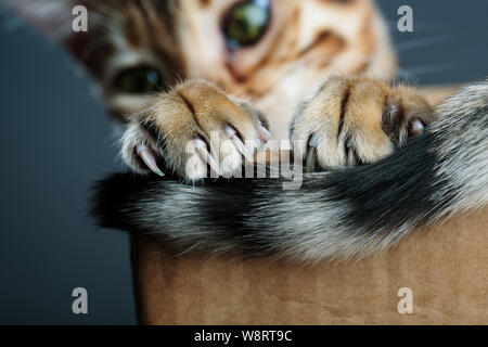 Portrait de jeune Bengal chat s'amusant dans sa boîte en carton en Banque D'Images