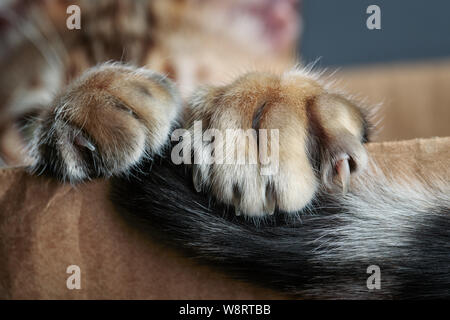 Portrait de jeune Bengal chat s'amusant dans sa boîte en carton en Banque D'Images