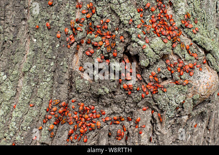 Firebug Bug soldat, une grande colonie de Pyrrhocoris apterus les coléoptères adultes et enfants sur un tilleul tronc. Belle beetle avec un brillant patt Banque D'Images