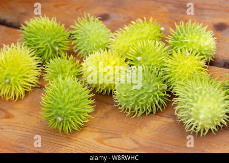 Fruits de concombre Cucumis anguria sauvage d'Afrique, des figues de concombres exotiques sur une table en bois, gros plan. Harvest Festival Banque D'Images