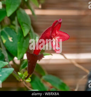Close up of Red fleur sur une plante succulente Aeschynanthus (var) Aeschynanthus Mona Lisa est un genre d'environ 150 espèces de plantes subtropicales à feuilles persistantes Banque D'Images