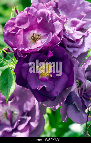 Rosa Rhapsody in Blue Banque D'Images