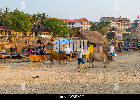 Vang Vieng, Laos - Dec 2016 : Bar au-dessus de la rivière et les vaches qui passent. Site touristique très commune à Vang Vieng, Laos Banque D'Images