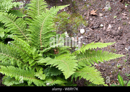 Polystichum setiferum 'Plumosum Densum' soft shield fern Banque D'Images
