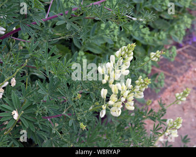 Lupinus arboreus, lupin arbre Banque D'Images