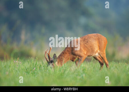 Wild chevreuils (Capreolus capreolus) brouter dans un champ Banque D'Images