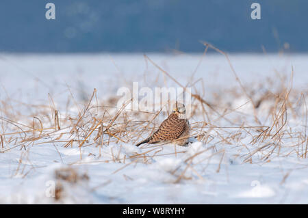 Faucon crécerelle (Falco tinnunculus) debout dans la neige et la recherche de nourriture pendant la saison d'hiver Banque D'Images