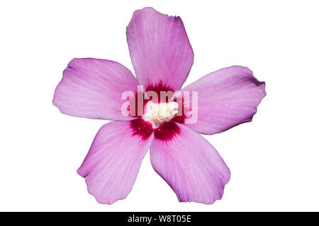 République ketmia rose avec un centre rouge foncé, rose de Sharon 'Hamabo' Fleur isolé sur blanc. Banque D'Images