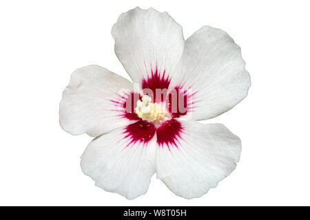 Hibiscus syriacus blanc avec centre rouge rose de Sharon 'Red Heart' Fleur isolé sur blanc. Banque D'Images