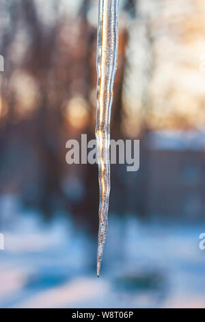 Belle scène d'hiver. Un glaçon transparent scintille à la lumière du soleil couchant Banque D'Images