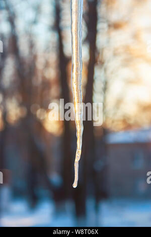 Belle scène d'hiver. Un glaçon transparent scintille à la lumière du soleil couchant Banque D'Images