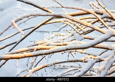 Belle scène d'hiver. Les branches d'arbres sous la neige et la glace mousseux avec coucher de soleil Banque D'Images