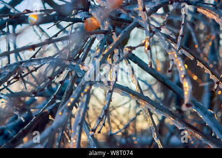 Belle scène d'hiver. Les branches d'arbres sous la neige et la glace mousseux avec coucher de soleil Banque D'Images