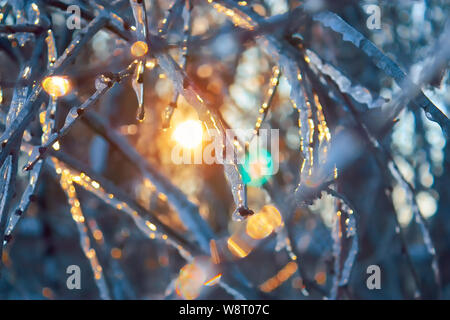 Belle scène d'hiver. Les branches d'arbres sous la neige et la glace mousseux avec coucher de soleil Banque D'Images