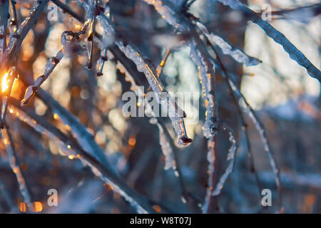 Belle scène d'hiver. Les branches d'arbres sous la neige et la glace mousseux avec coucher de soleil Banque D'Images