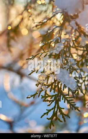 Belle scène d'hiver. Les branches d'arbres sous la neige et la glace mousseux avec coucher de soleil Banque D'Images