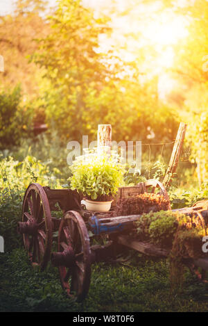 Calèche traditionnelle décorée dans jardin Banque D'Images