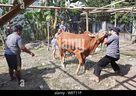 Certains hommes essaient de capturer une vache qui s'éloigne d'une élevage. Banque D'Images