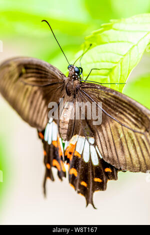 Grand mormon Papilio memnon Butterfly originaire d'Asie du Sud Banque D'Images