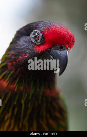 Yelowish-striées lory, Chalcopsitta scintillata Chef Close-up Banque D'Images