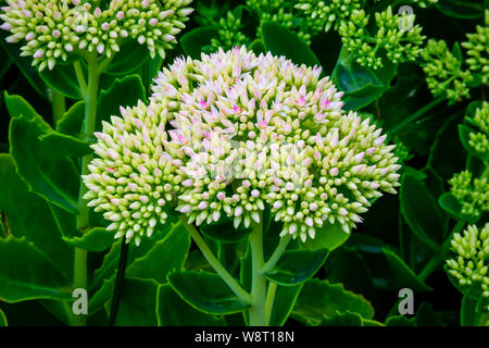 Sedum Autumn Joy dans le jardin de fleurs Banque D'Images