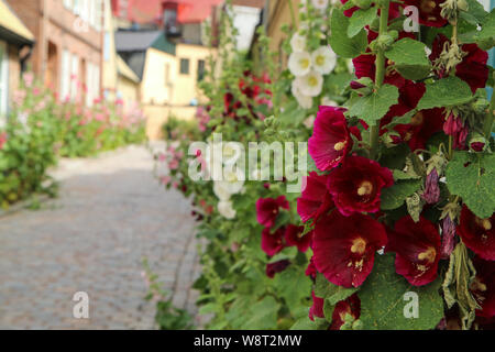 Le détail des fleurs par la maison scandinave. La rue est colorée et pleine de belles fleurs. Banque D'Images