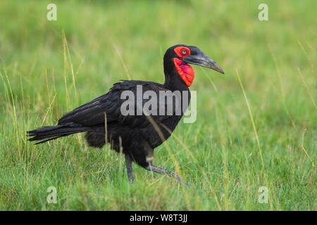 Calao terrestre du sud (Bucorvus leadbeateri) marcher dans l'herbe, Masai Mara National Reserve, Kenya Banque D'Images