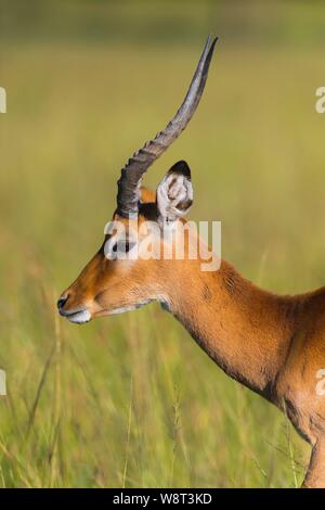 Impala (Aepyceros melampus), homme, animal portrait, Masai Mara National Reserve, Kenya Banque D'Images