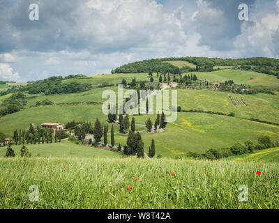 Cypress road près de petit village de Monticchiello, Toscane, Italie Banque D'Images