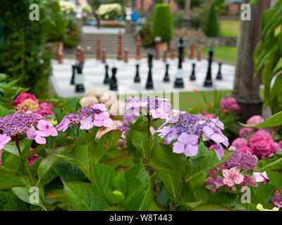 Échiquier et l'Hydrangea à Portmeirion Banque D'Images