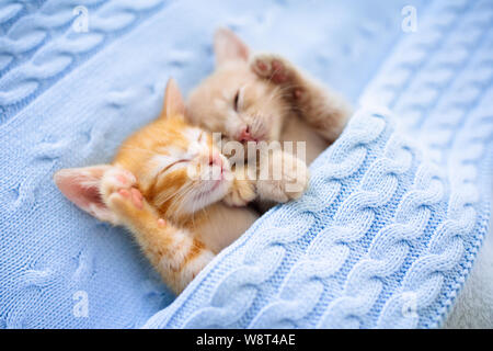 Chat bébé dormir. Ginger kitten on couch sous couverture en tricot. Deux chats câlins et s'étreindre. Animal domestique. Le sommeil et la sieste confortable. Accueil animal. Yo Banque D'Images