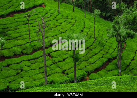 Jardins de thé dans les contreforts de l'ouest de l'Inde à prendre image ghat. Le paysage est étonnant avec les plantations de thé vert dans les lignes. Banque D'Images