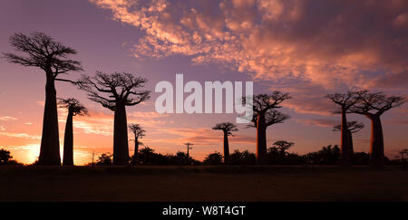 Avenue des Baobabs avec ciel dramatique au coucher du soleil près de Morondava, Madagascar Banque D'Images