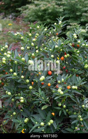 Solanum pseudo-capsicum, la cerise d'hiver, a des fruits et des baies légèrement toxiques Banque D'Images