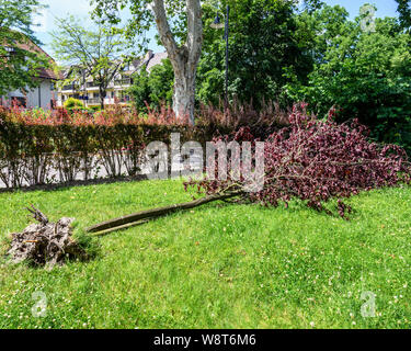 Sargent cerisier déraciné après la tempête, juin 2019, Alsace, France, Europe, Banque D'Images