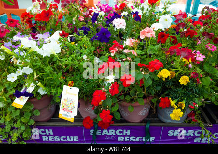 La recherche et le sauvetage des plantes pour la vente dans un centre de jardin en été, les plantes vendues à prix réduit Banque D'Images