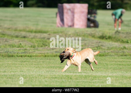 Formation de chien avec retrievers du Labrador Banque D'Images