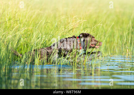 Formation de chien avec retrievers du Labrador Banque D'Images