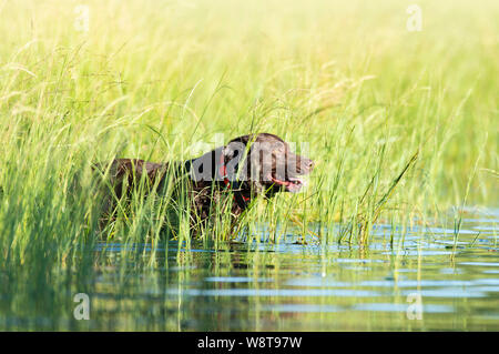 Formation de chien avec retrievers du Labrador Banque D'Images