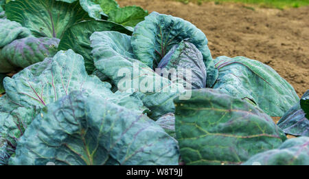 De plus en plus chou rouge sur un patch dans un jardin organique Banque D'Images