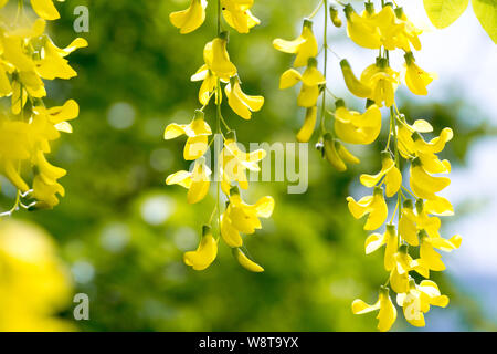 Gros plan des fleurs jaune d'un arbre Laburn également connu sous le nom de '' maggiociondolo Banque D'Images