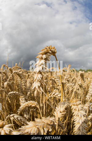 De plus en plus mûrs en août de blé près de la ville de Vevey au nord du Dorset England UK GO Banque D'Images