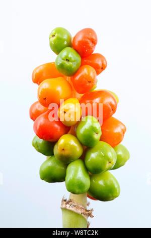 Le mûrissement des baies des Lords-and-Ladies Arum maculatum plantes photographiées en studio sur un fond blanc. Nord du Dorset England UK GO Banque D'Images