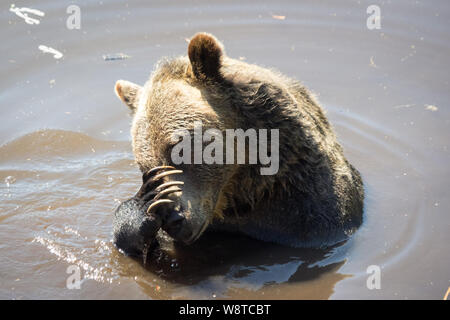 Grinder, un résident de l'ours grizzli (Ursus arctos horribilis) du sanctuaire de l'ours de sauvetage à Grouse Mountain, North Vancouver, Colombie-Britannique, Canada. Banque D'Images