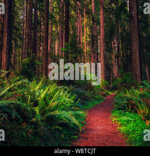 Grâce à un sentier de randonnée de la Forêt de Redwood en Californie du nord Banque D'Images